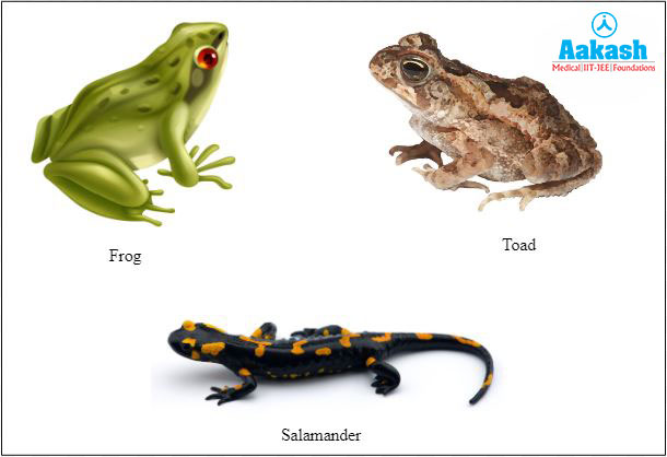 Amphibians