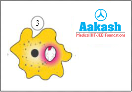 Absorption in Amoeba