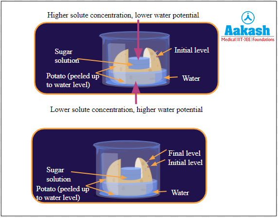 Potato osmometer experiment