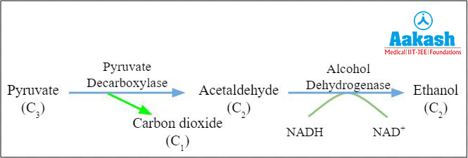 Ethyl alcohol fermentation
