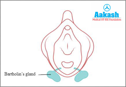 Location of Bartholin’s glands or greater vestibular glands