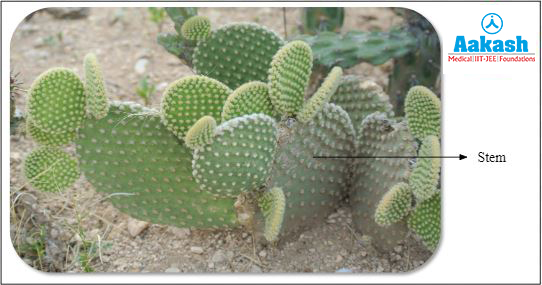 Cactus
