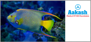 Angel fish (Pterophyllum)