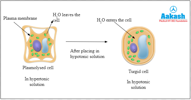 De-plasmolysis