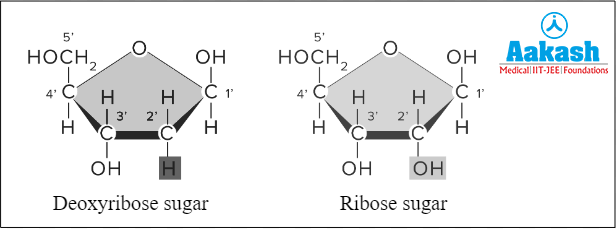 Examples of pentose sugar found in nucleic acids