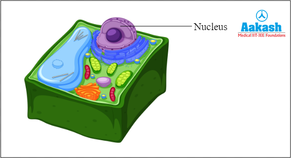 Plant cell