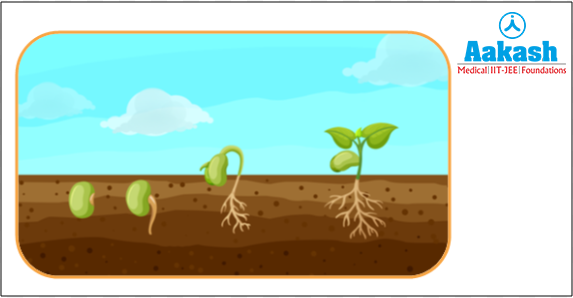 Seeds germinating by imbibing water