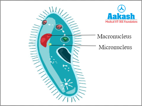 Paramecium