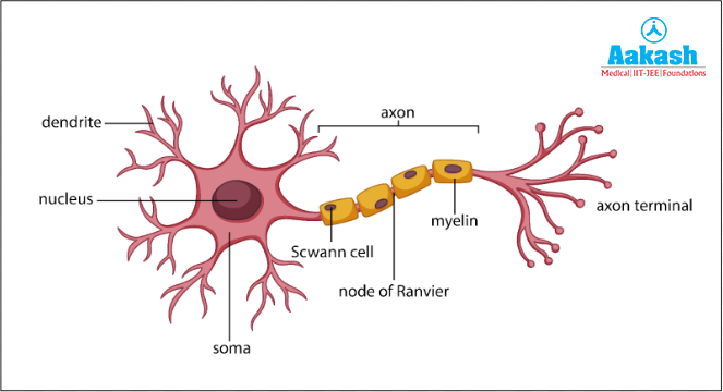 Structure of a neuron