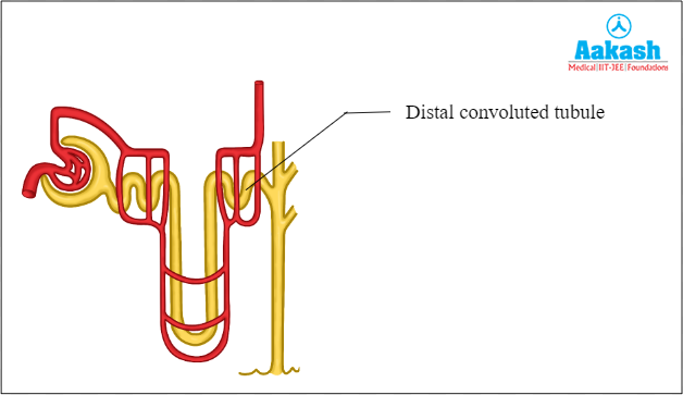 Distal convoluted tubule