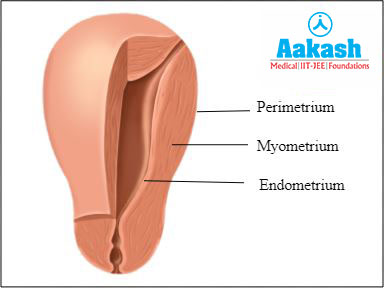Layers in the walls of uterus