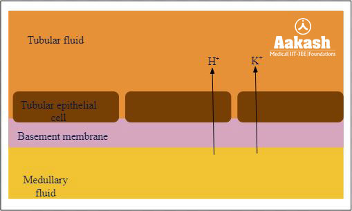 Secretion in Collecting Duct