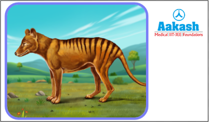 Thylacine (Thylacinus cynocephalus)
