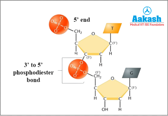 Phosphodiester bond