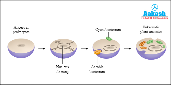 Endosymbiotic theory Diagram