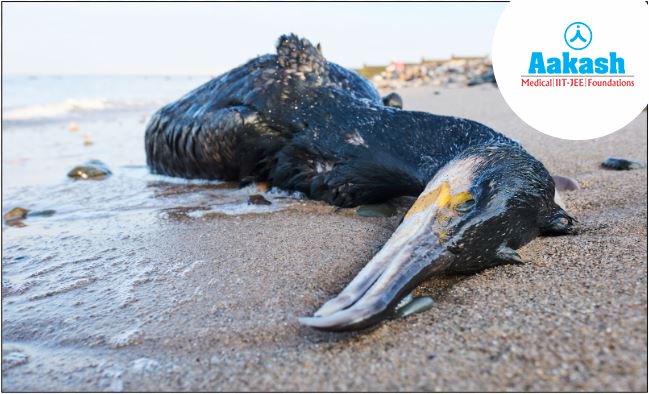 Bird affected by oil spill