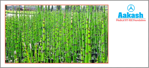 Equisetum