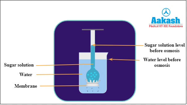 Initial stage of thistle funnel experiment