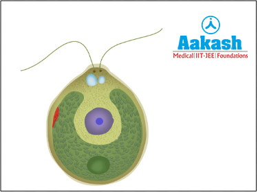 Chloroplast in Chlamydomonas