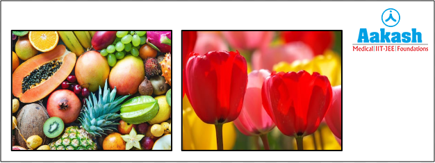 Chromoplasts in fruits and flowers