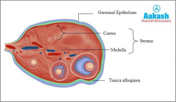 Structure of Ovary