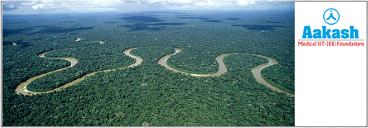 Amazonian rain forest