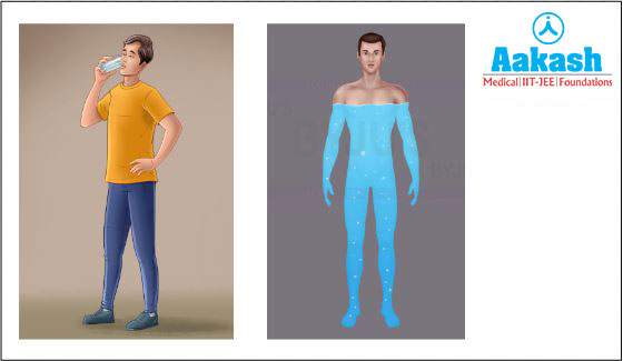 A person drinking water and water in the human body