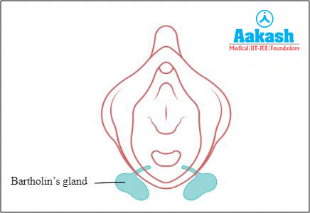 Bartholin’s glands or greater vestibular glands