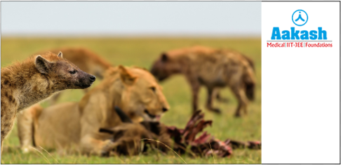 Common fauna in the torrid region