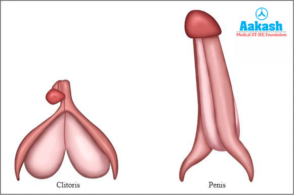  External genitalia of female and male