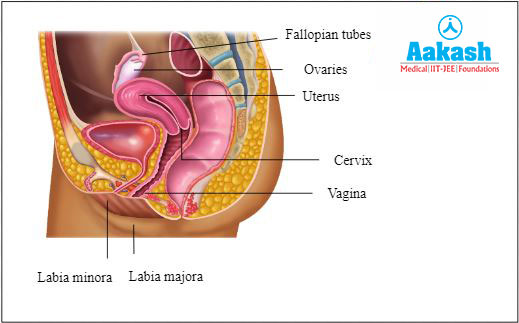 Location of Uterus