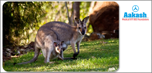 Kangaroo (Macropodidae)
