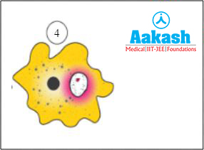 Assimilation in Amoeba