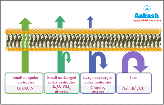 Transport of substances through cell membrane