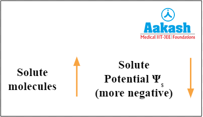 Relationship between solute concentration and solute potential of a solution