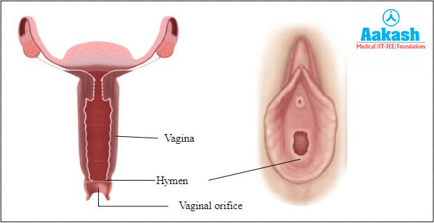 Vagina