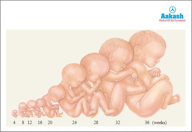 Changes occurs in the foetus during pregnancy in human beings