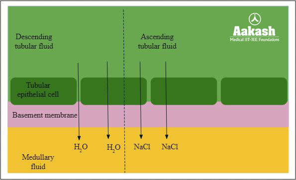 Reabsorption in the descending and ascending limb of Henle’s loop