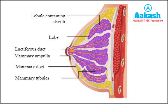  Internal Structure of Breast