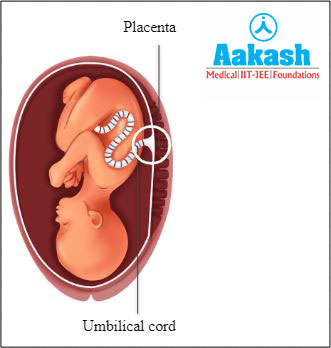 Placenta formed by foetal and endometrial tissue