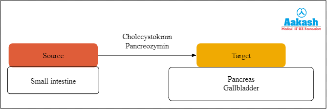 Cholecystokinin Pancreozymin