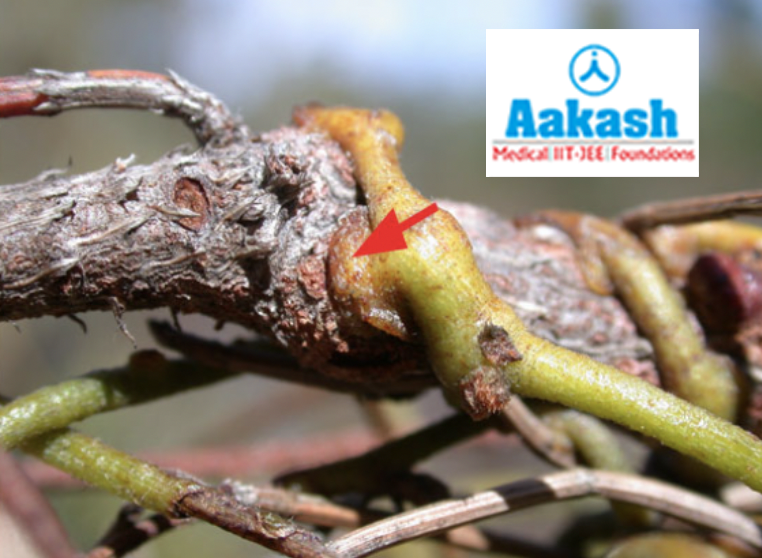 Haustoria of Loranthus