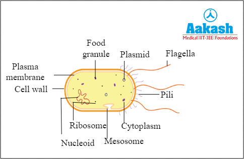 Prokaryotic cell