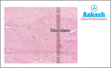 Muscularis
