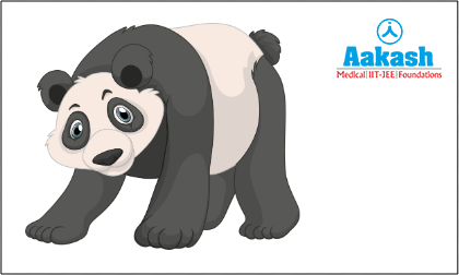 Giant panda (Ailuropoda melanoleuca)