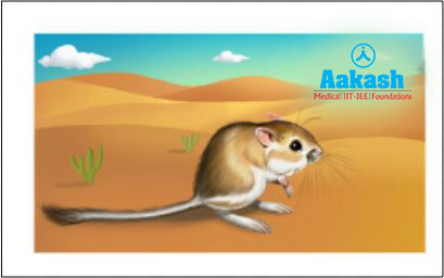 Kangaroo rat