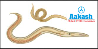 Roundworm