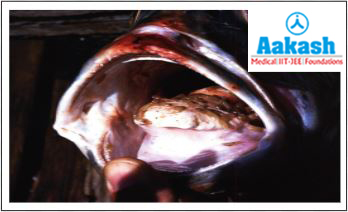 Copepods on the mouth of fish