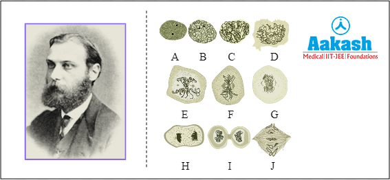 Walther Flemming and his observations
