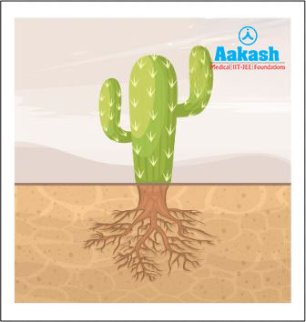 Spreading roots of cactus